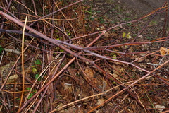 Reynoutria × bohemica