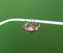 Chalcodermus