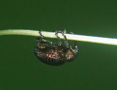 Chalcodermus