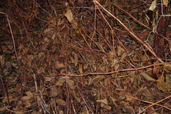 Reynoutria × bohemica
