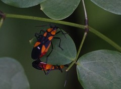 Oncopeltus spectabilis