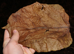 Reynoutria × bohemica