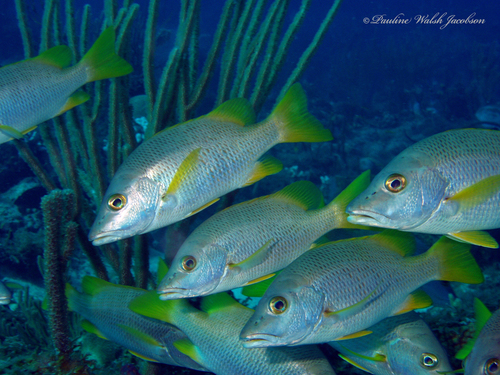 Schoolmaster Snapper