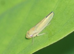 Graphogonalia