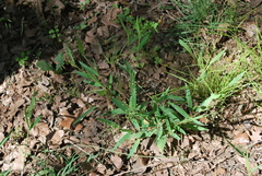Dichanthelium scribnerianum