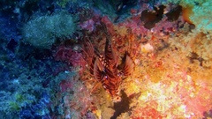 Pterois paucispinula