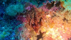 Pterois paucispinula