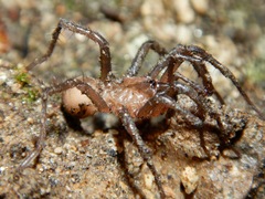 Aliatypus