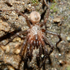 Aliatypus