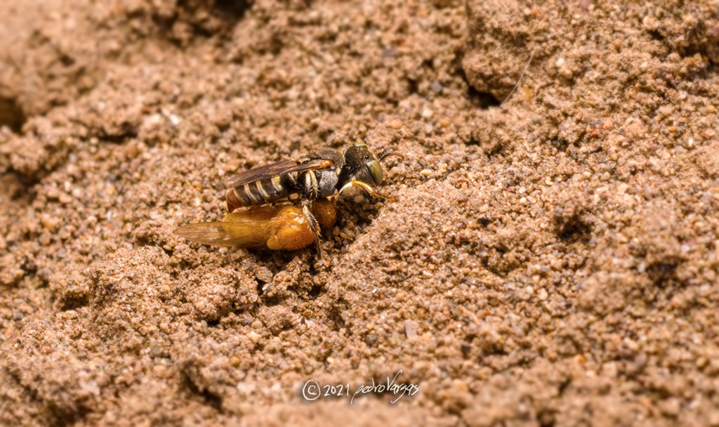 Oxybelus cordatus