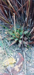 Haworthia mirabilis