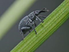 Pseudoperapion brevirostre