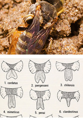 Oxybelus cordatus