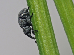 Pseudoperapion brevirostre