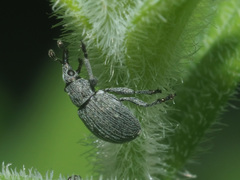 Pseudoperapion brevirostre