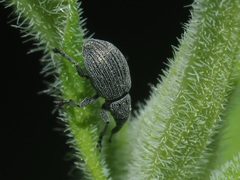 Pseudoperapion brevirostre