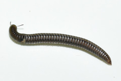 Anaulaciulus tonginus