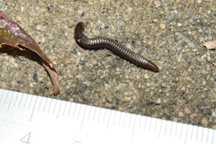 Anaulaciulus tonginus