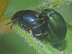 Chrysolina varians