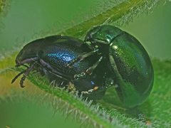 Chrysolina varians