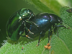 Chrysolina varians