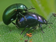 Chrysolina varians