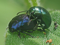 Chrysolina varians