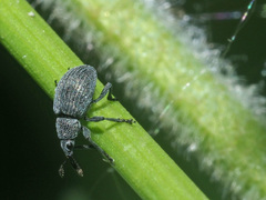 Pseudoperapion brevirostre