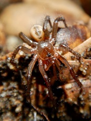 Aliatypus