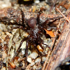 Hebestatis theveneti