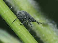 Pseudoperapion brevirostre