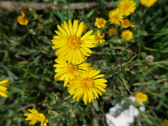 Heterotheca subaxillaris