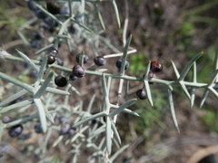 Asparagus horridus
