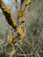 Xanthoria parietina