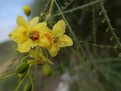 Parkinsonia aculeata