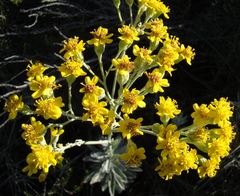Senecio lineatus