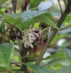Clermontia parviflora