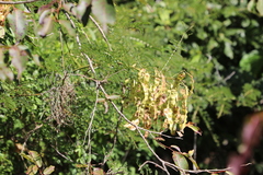 Mimosa suffruticosa