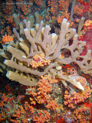 Callyspongia fallax