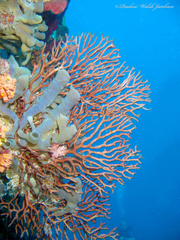 Iciligorgia schrammi