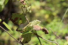 Schizenterospermum rotundifolium