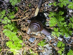 Helminthoglypta sequoicola consors