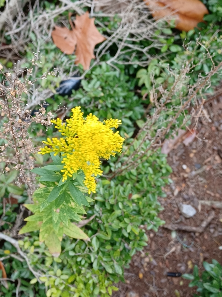 goldenrods from Old Canton Rd./Walgreens, Jackson, MS 39211, USA on