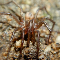 Aliatypus