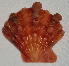 Nodipecten nodosus