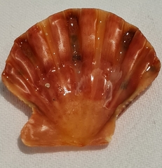 Nodipecten nodosus