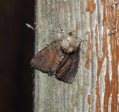 Oligia latruncula