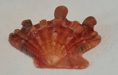 Nodipecten nodosus