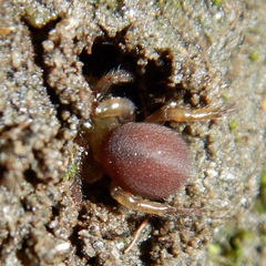 Hebestatis theveneti