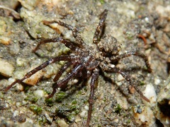 Hebestatis theveneti